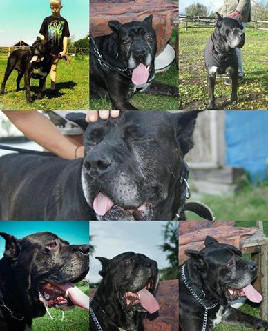 John/Dżony adoptowany wirtualnie <3
